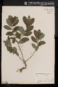 Lonicera oblongifolia image