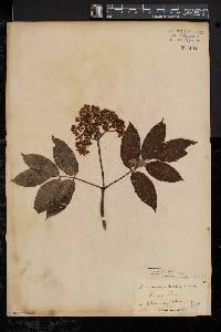 Sambucus racemosa subsp. racemosa image