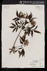 Sambucus racemosa subsp. racemosa image