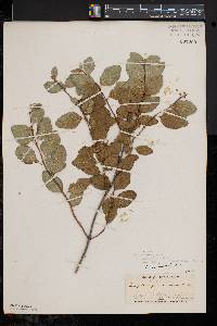 Symphoricarpos albus var. laevigatus image