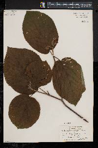 Viburnum lantanoides image