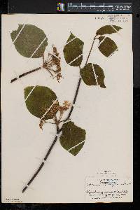 Viburnum lantanoides image