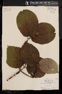 Viburnum lantanoides image