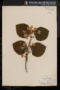 Viburnum lantanoides image