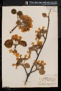 Viburnum lantanoides image