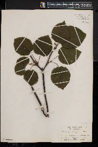 Viburnum lantanoides image