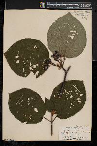 Viburnum lantanoides image