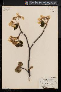 Viburnum lantanoides image