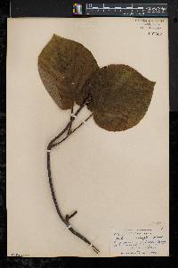 Viburnum lantanoides image