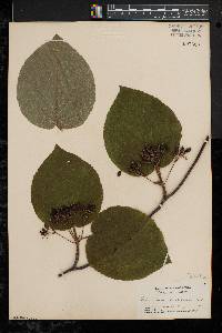 Viburnum lantanoides image