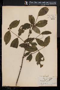 Viburnum cassinoides image