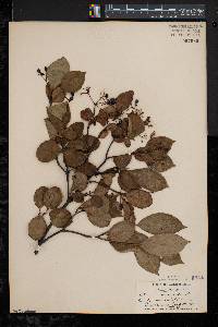 Viburnum cassinoides image