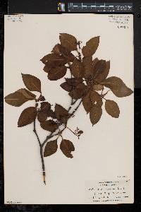 Viburnum cassinoides image