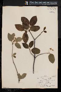 Viburnum cassinoides image