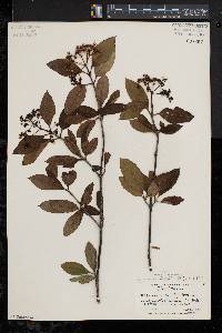 Viburnum cassinoides image