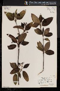 Viburnum cassinoides image