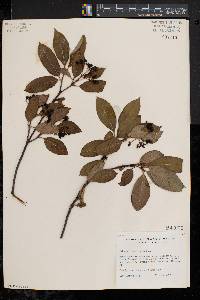 Viburnum cassinoides image