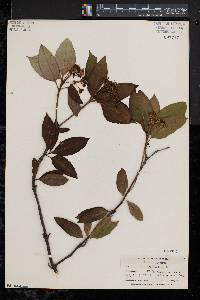 Viburnum cassinoides image