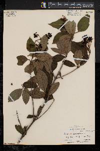 Viburnum cassinoides image