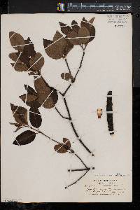 Viburnum cassinoides image