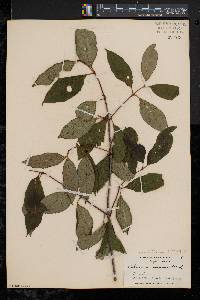 Viburnum cassinoides image