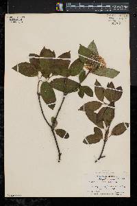 Viburnum cassinoides image