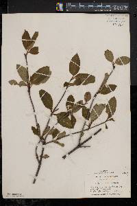 Viburnum cassinoides image