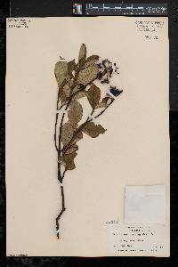 Viburnum cassinoides image