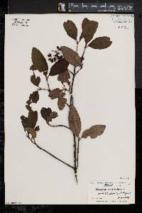 Viburnum cassinoides image