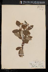 Viburnum cassinoides image