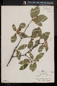 Viburnum cassinoides image