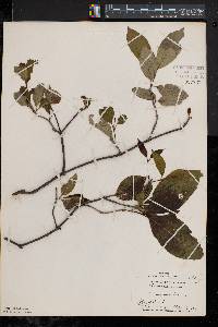 Viburnum cassinoides image