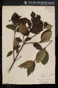 Viburnum cassinoides image