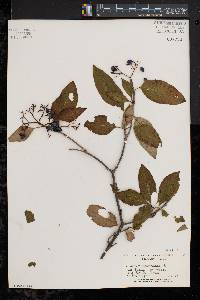 Viburnum cassinoides image