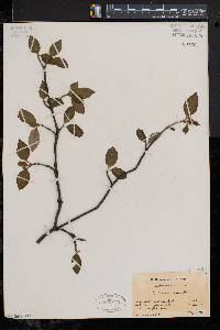 Viburnum cassinoides image