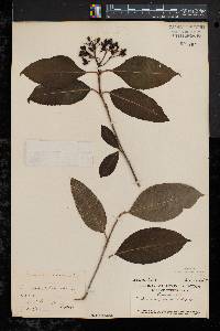 Viburnum cassinoides image