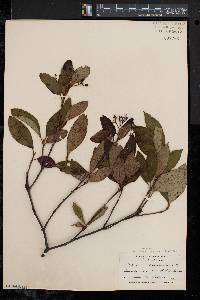 Viburnum cassinoides image