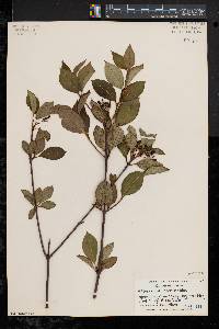 Viburnum cassinoides image