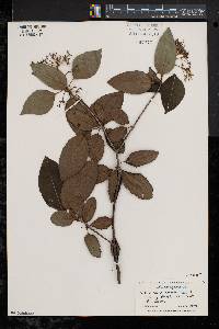 Viburnum cassinoides image
