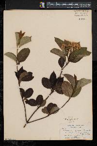 Viburnum cassinoides image