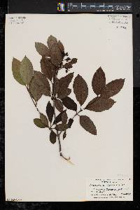 Viburnum cassinoides image