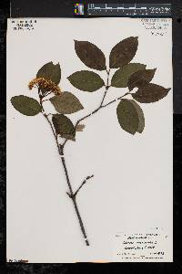 Viburnum cassinoides image