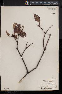 Viburnum lentago image