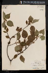 Viburnum lentago image