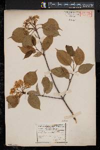 Viburnum lentago image