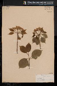 Viburnum lentago image