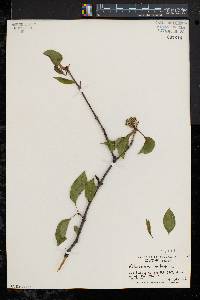 Viburnum lentago image