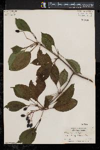 Viburnum lentago image