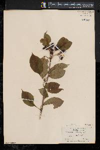 Viburnum lentago image