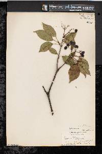 Viburnum lentago image